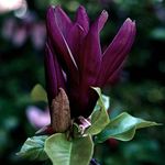 YouGarden Magnolia Genie, Established Plant in 2L Pot, Ready to Plant, Specimen Plant for Cottage Gardens
