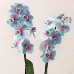 Sipra Enterprise Rare Exotic Very Beautiful Orchid Flower Plant (Valentine's Blue) Dendrobium Live Plant Original Variety