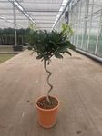 Corkscrew Twisted Stem Standard Bay Tree | Laurus nobilis | 70-80cm