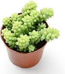 4" Donkey's Tail (Sedum Morganianum