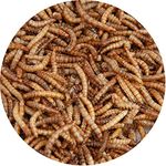 Walter’s Meal Worms (5L) - Dried Mealworms for Wild Birds, Bird Food in Stay Fresh, Refill Bags