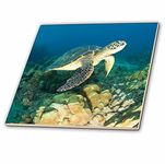 3dRose ct_89949_4 Green Sea Turtle, Makena SP, Maui, Hawaii-US12 SWS0150-Stuart Westmorland-Ceramic Tile, 12"