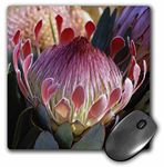 3dRose mp_89713_1 8 x 8-Inch Protea Flower, Haleakala, Maui, Hawaii - Us12 Dpb1360 - Douglas Peebles Mouse Pad