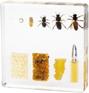 Bee Life Cycle Kit, Bee Specimen Real Insect Taxidermy Resin Encased Larvae, Perfect for Life Cycle of a Bee Science Education Biology Decor Lab Supply Display