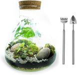 5L Small Angular Glass Bottle Closed Terrarium Kit with Real Plants, Moss and Tool Set