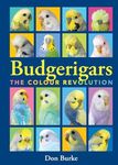 Budgerigar