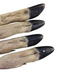 Lucky Dog Deli Roe / Deer legs for dogs x4 - A long lasting treat complete with fur great for dental hygiene.