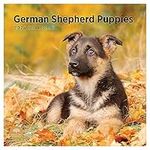 2024 German Shepherd Puppies Monthly Wall Calendar by Bright Day, 12 x 12 Inch Cute Dog Breed Gift