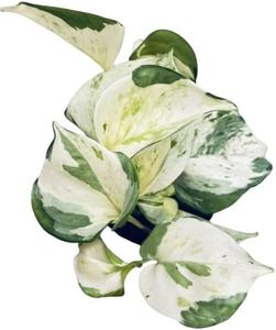 Poto Variegata Planta de Interior Natural y de Cuidado Fácil