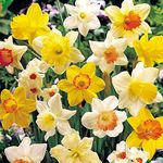 40 x Daffodil Bulbs - Large Mixed Daffodils Narcissus/Narcissi - Daffodil Bulbs for Planting Now UK - Spring Flowering Bulbs (Free UK P&P)