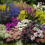 YouGarden Pack of 12 Mixed Winter Hardy Perennial Plants in 9cm Pots, Garden Ready Autumn Bedding Plants in 9cm Pots, Extremely Hardy Garden Plants