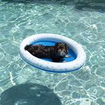 Poolcandy Inflatable Pet Float- Small Dog