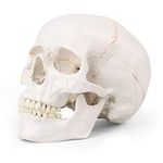 MIIRR Human Skull with Removable Calvarium, Painted Line Skull, human skull life size, Medical Human Skull-3 Part - Great Skull Model for Anatomy Teaching & Learning