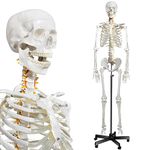 Human Skeleton Model for Anatomy- Life Size Medical Human Skeleton Model with Nervous System 70.8 in with Rolling Stand for Medical Study and Display 3 Posters…