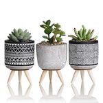 Gifts & Decor Indoor Plants