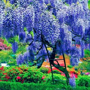 Blue Wisteria Live Plant for Planting, Wisteria Tree, in 4 Inch Pot, Wisteria Vine Live Plant, Wisteria Flowers