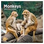 2024 Monkeys Monthly Wall Calendar by Bright Day, 12 x 12 Inch