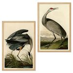 Ujoyful Vintage Heron and Stork Birds Print | Set of 2 Wild Bird Wall Art | Freshwater Wading Bird Decor | Audubon Bird Prints | Vintage Painting Set for Home, Office Wall Decor (11"x17" Unframed)