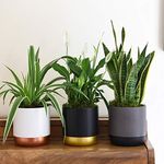 Air Purifying Plant Collection 3 In