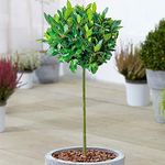 Standard Kitchen Bay Leaf Tree | Laurus 'Nobilis' | Evergreen Aromatic Hardy Small Garden Patio Shrub | Premium Grade Herb Specimen | 5L Pot, 2-3ft (1 Tree)