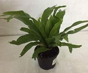 CAPPL Bird's Nest Fern Plant (Asplenium Nidus) Indoor Plant With Pot