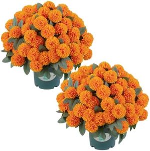QIANYUN 16" Artificial Mums Potted Plant, Faux Fall Chrysanthemum Flowers in Pot for Autumn Decor, Rustic Farmhouse Seasonal Decoration for Front Porch Entryway Indoor Outdoor Use (Orange)
