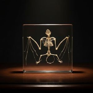 Taxidermy Bat Skeleton in Resin - Real Model Animals Specimen Decor, Taxidermy Supplies for Science Education Collection (Bat Skeleton)