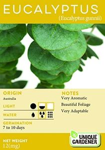 Eucalyptus Cider Gum (Eucalyptus gunnii) Seeds Count:30 Seeds