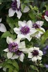 Plant Theory 60cm Cane Clematis Florida Florida Sieboldiana White Flowering Vine Climbing Plant 3L Pot