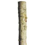 Lowes Wood Poles