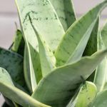 LITTLE JUNGLE Sansevieria Night owl - Healthy Live Plant with White Pot, Best Air Purifying Snake Plant, Indoor Plants for Living Room, Gifting, Bedroom Plants, Garden, Best Home Décor & Office