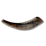 Authentic & Kosher Polished Ram's Horn Shofar from Israel (10" - 12")