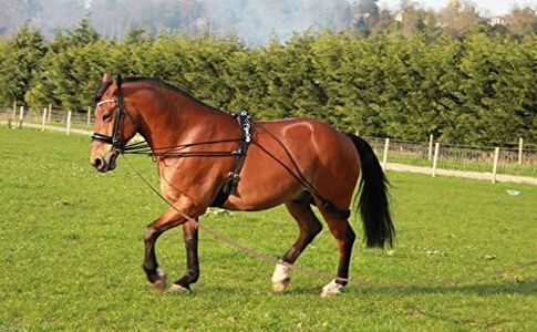 New Horse 