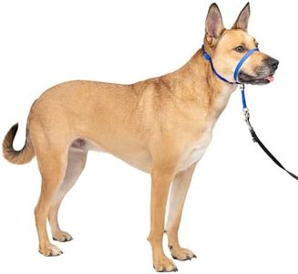 PetSafe Gentle Leader Headcollar No-Pull Dog Collar - Helps Improve Walks - Durable Nylon Construction - Padded Nose Loop - Adjustable Fit - Comfort Walking Halter - Medium, Royal Blue