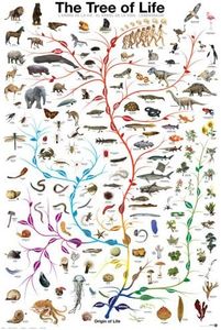 Educational Tree of Life Tree of Life Educational Poster Print 61 x 91.5 cm