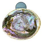 NessaStores Abalone Shell Large 6-7 Inches | Beautiful All Natural Smudge Bowl - Perfect for Smudge Sticks, Incense Sticks and a Sage Smudge Kit. JC-018