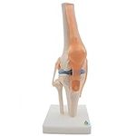 Kouber Anatomical Medical Knee Join