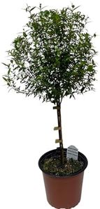 Myrtle Tree Plant Live in 5 Inch Pot - Live Indoor House Plants for Home Office Wedding Decorations & Birthday Gift