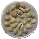 ALOKIK Golden Yellow Cowrie/Kaudi/Kawri/Kori Sea Shell For Puja And Multi Purpose Uses (51 Pcs.)