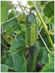 PREMIER SEEDS DIRECT - CUCUMBER - MARKETMORE 76-160 FINEST SEEDS