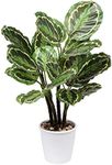 63cm Tall Artificial Plant Calathea Medallion Large Tropical Plant in Pots Decorative Fake Plants House Plant for Indoor Outdoor Home Living Room Office Balcony Hotel Decoration