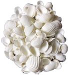 Prism Arts Natural Pure White Sea Shells | Bag of Seashells for Arts and Crafts | (25)