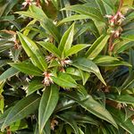 Sarcococca hookeriana 'Winter Gem' Evergreen Hardy Garden Shrub Plant | 9cm Pot