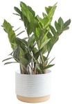 Costa Farms ZZ Plant, Live Indoor Houseplant in Modern Decor Planter, Natural Air Purifier in Potting Soil, Gift for Plant Lovers, Birthday Gift, Tabletop Living Room Decor, Desk Decor, 22-Inches Tall
