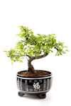 Chinese Elm Bonsai Tree In Black Ceramic Pot - Including Pot 25-35cm