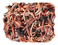 Wormcity 500g of Medium Dendrobaenas, Includes Caring For Your Worms Leaflet