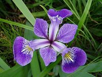 2 x Marginal Plants - Including a pot and compost - Live Water Plant Aquatic Pond Lake Marginal (Iris versicolor - Blue Flag)