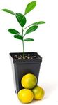 Gerald Winters and Son Calamondin Orange Tree Starter Plant. Citrus mitis. 3'' - 5''