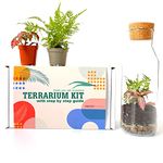 Terrarium Kit with Glass Container & Cork Lid, Mini Garden, Gift Idea, DIY Kit (Kit with Fern & Fittonia)