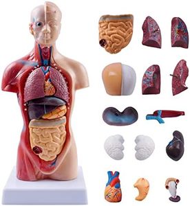 breesky 10.5inch Medical Torso Human Body Model Anatomy Doll 15 Removable Parts Education Organs Model for Teaching Study Class Students